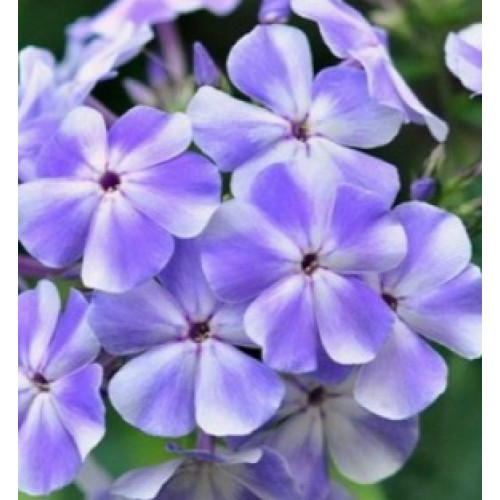 Флокс ГЖЕЛЬ метельчатый