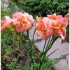 Лилейник Petal Pusher