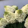Гортензия Мэджикал Монблан метельчатая