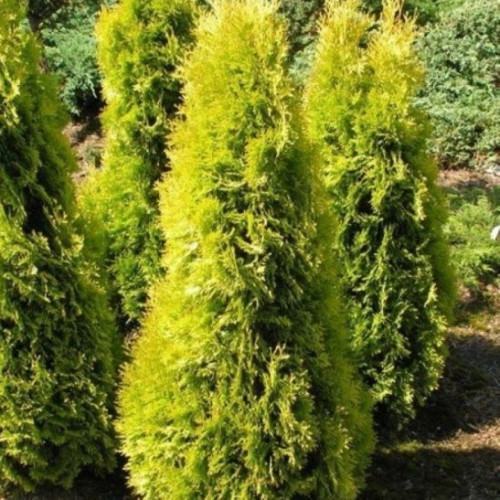 Туя западная Малониана аурея