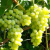 Виноград Лора Виноград Лора