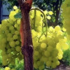 Виноград Алёшенькин