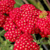 Тысячелистник Скайфол Файер