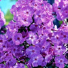 Флокс  Пикси Миракл Грейс мет.